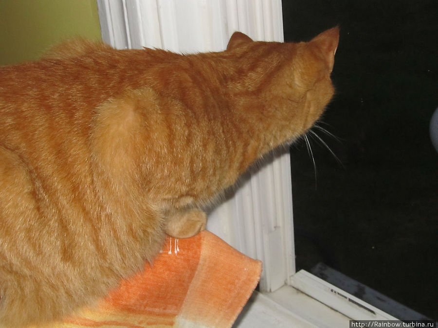 Зайчик Норт-Адамс, CША Зайчик Норт-Адамс, CША