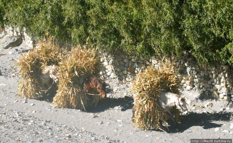 Ослики несут сено на зиму Джомсом, Непал