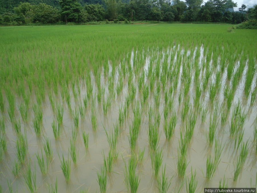 Рисовые поля. Ванвьенг, Лаос