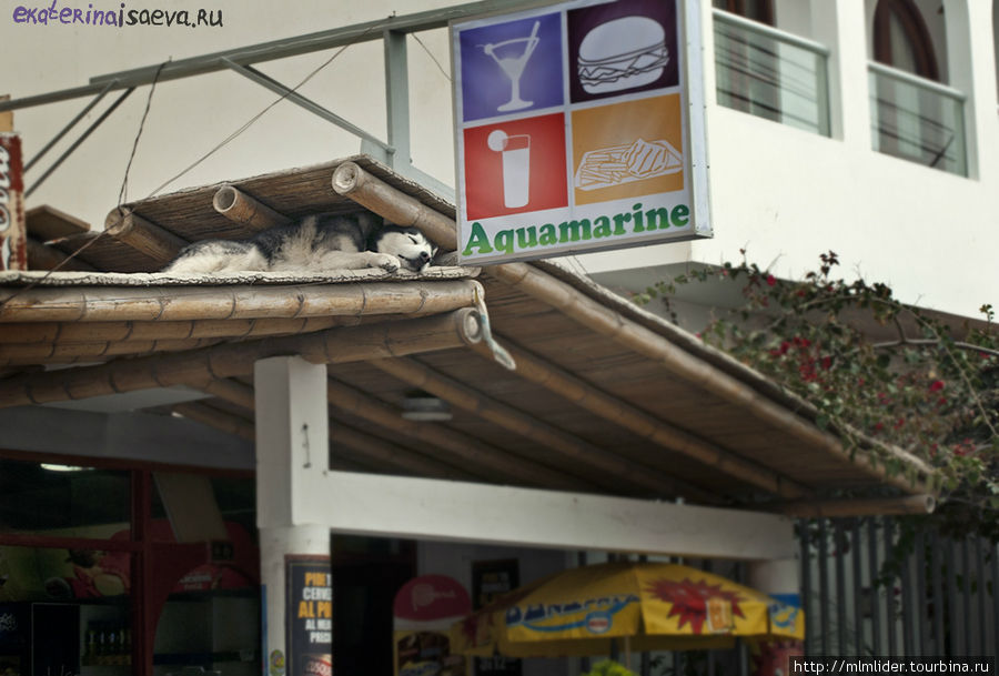 Собачка заснула на крыше.... Паракас, Перу