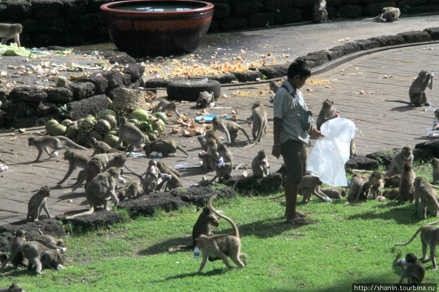 Кумирня Сарн Пра Карн - вся в обезьянах Лоп-Бури, Таиланд