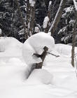 Лес в окрестностях Морщихинской — на дерево залез (вздремнуть, наверное) такой вот белый мишка... Просто белый или снежный коала?