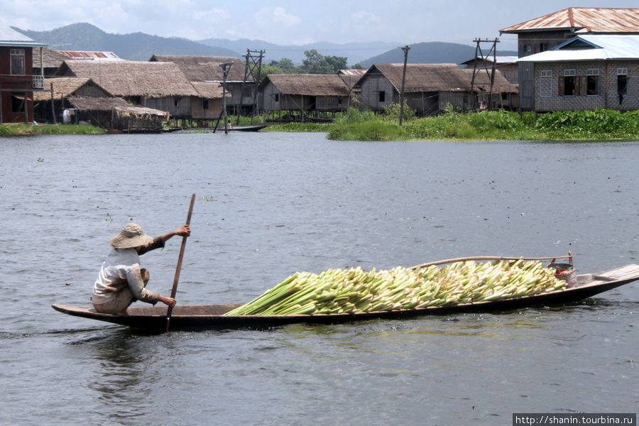 Урожай перевозят на лодках Ньяунг-Шве, Мьянма