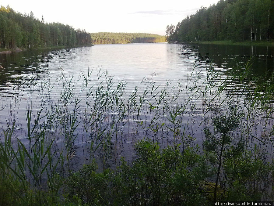 Ночь на лисьей тропе Реповеси Национальный Парк, Финляндия