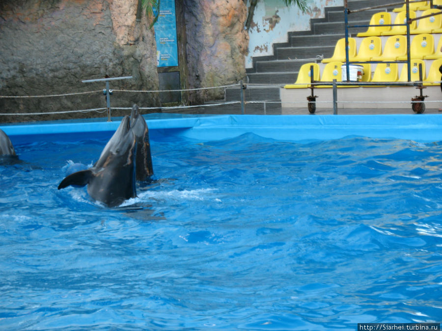 Дельфинарий Немо Одесса, Украина Дельфинарий Немо Одесса, Украина