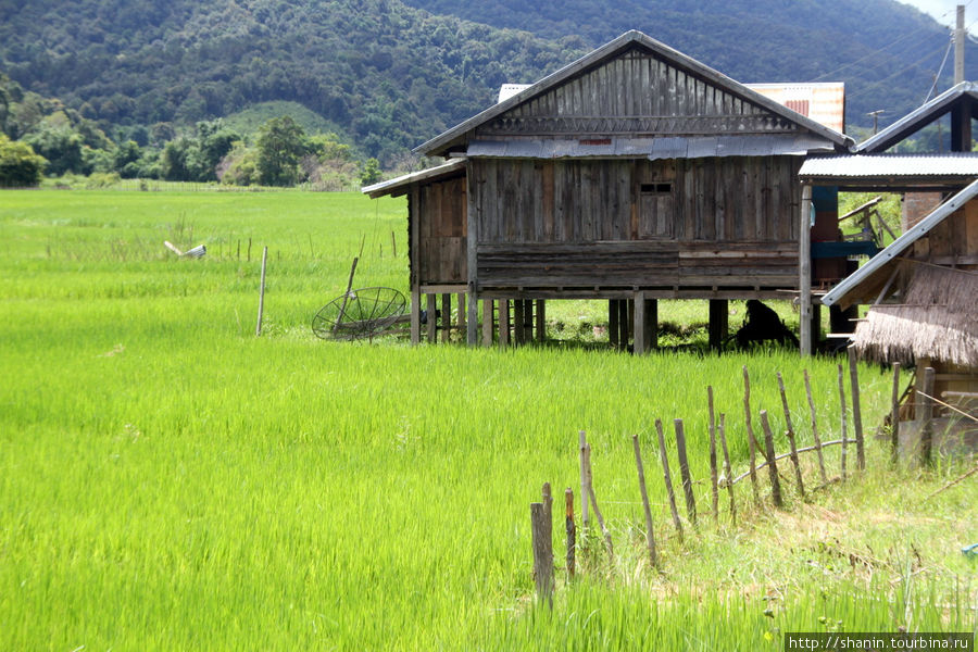 Традиционный деревянный дом на рисовом поле Провинция Сиенгкхуанг, Лаос