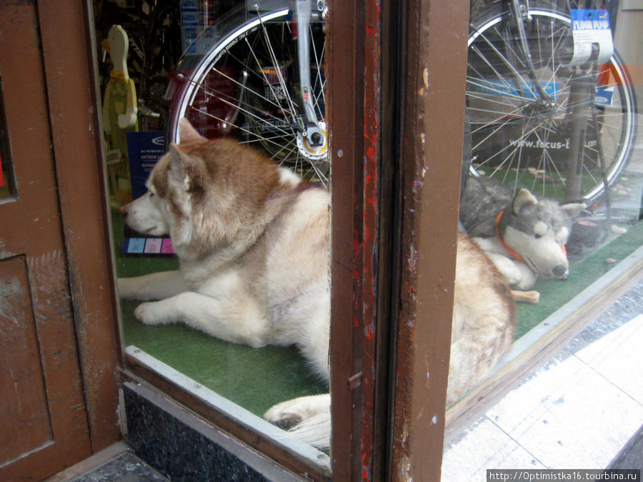На этой витрине одна собачка настоящая, а другая нет. Вена, Австрия