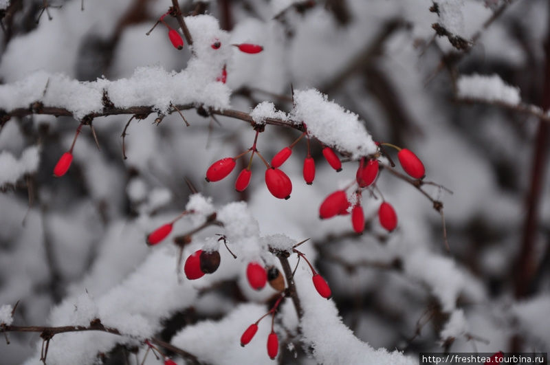 Кусты барбариса в зиму — гимн лаконичной палитре зимы: на протокольном черно-белом — карминно-красные ягоды как финальные акценты на полотне. Пьештяны, Словакия