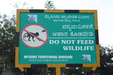 Кормить обезьян запрещено, но если вы дадите им банан или ананас никто не пострадает