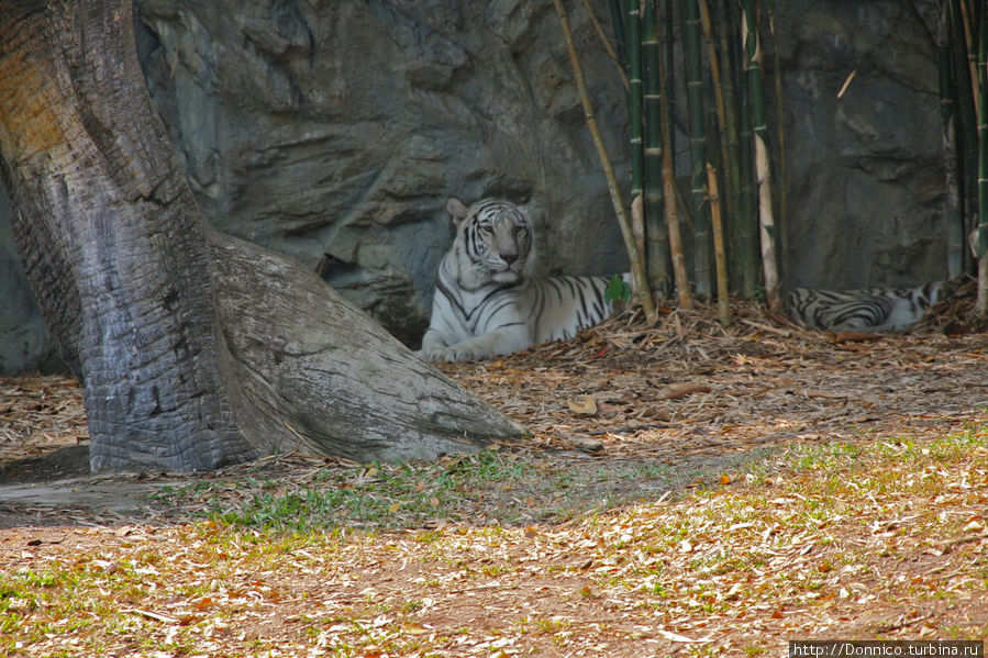 Зоопарк Чиангмай, Таиланд