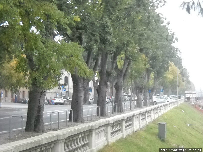Аккуратная череда деревьев Павия, Италия