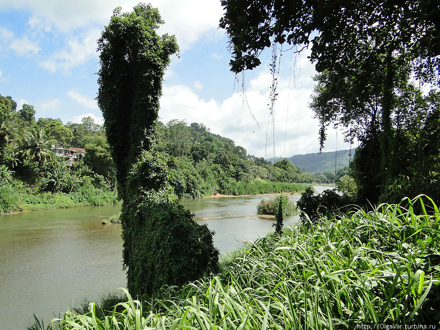 Река Махавели – самая большая река на острове.  Зародившись в высокогорной части острова, она протекает мимо Королевского сада, и устремляется на север, где южнее Тринкомали впадает в залив Перадения, Шри-Ланка