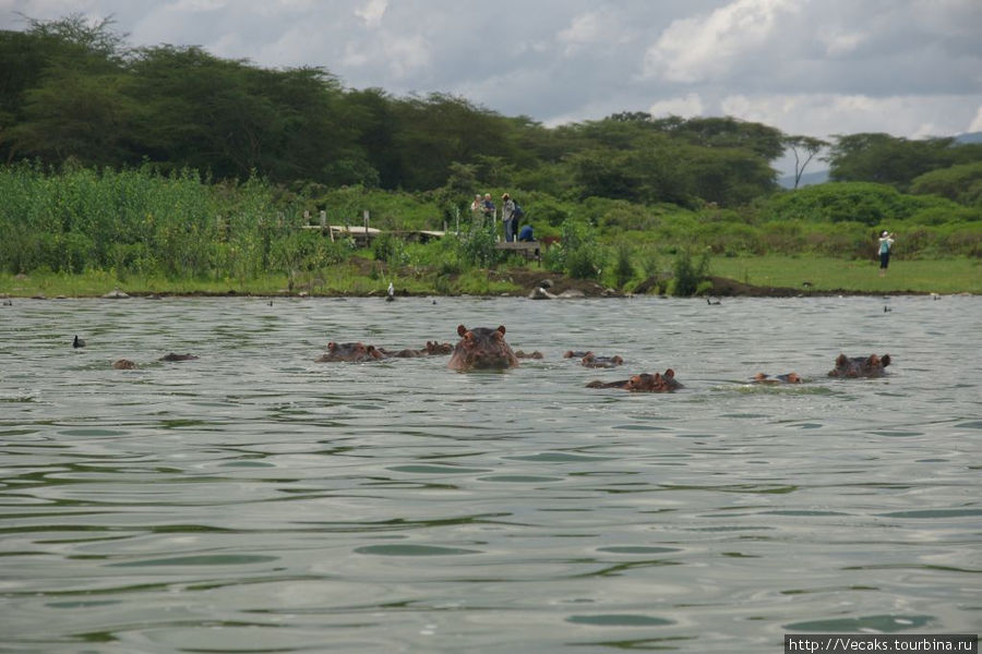 Крокодилы, бегемоты, обезьяны и кашалоты озера Накуру Озеро Накуру Национальный Парк, Кения