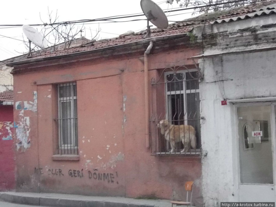 Новый метод выгуливания собак Стамбул, Турция