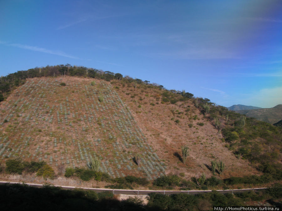 Плантации голубой агавы Оахака, Мексика