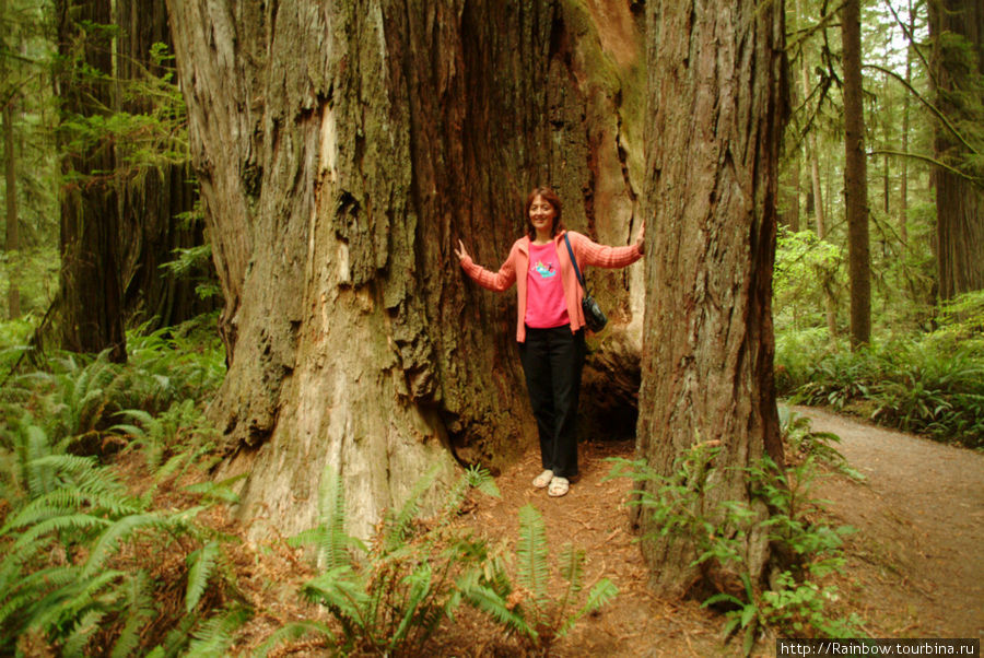 Мистический лес Редвуд Национальный  Парк и Парк Штата, CША