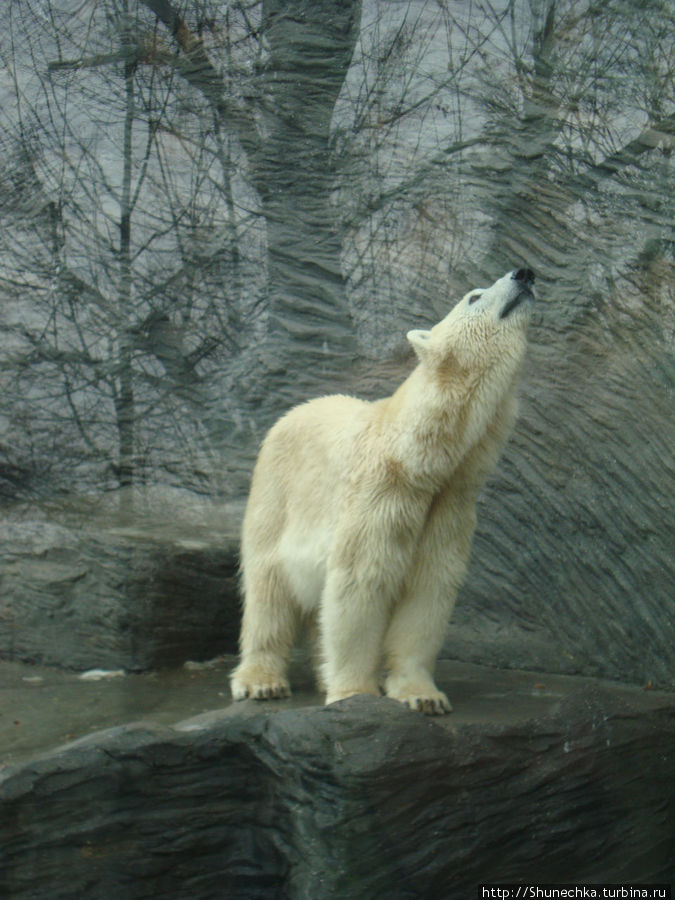 В зоопарке Праги вы сможете увидеть не только белых медведей и пингвинов, но и обитателей южных широт. Прага, Чехия