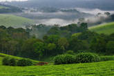 Хотя преобладающий цвет Уганды, конечно же, зелёный.
Лёгкий утренний пар над чашкой чая.
Над чашкой-плантацией чая...