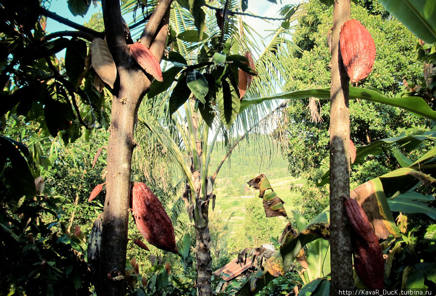 дерево какао Чангу, Индонезия