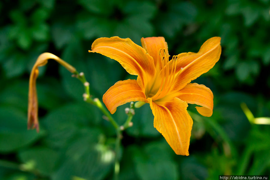Летние дачные зарисовки Апрелевка, Россия Летние дачные зарисовки Апрелевка, Россия