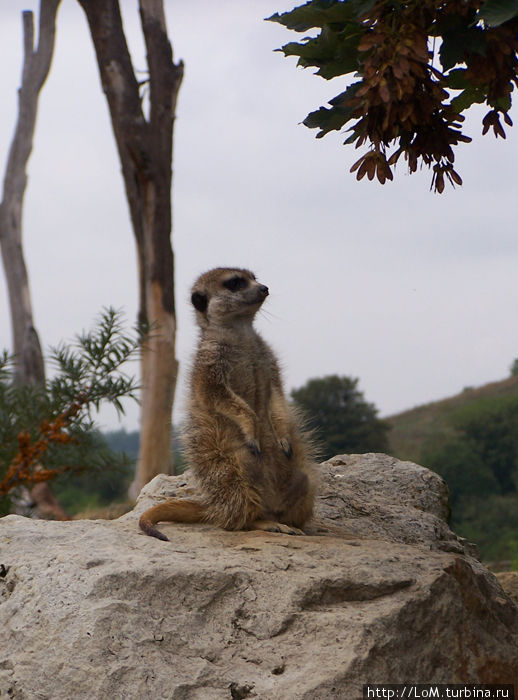 символ Пражского зоопарка символ Пражского зоопарка