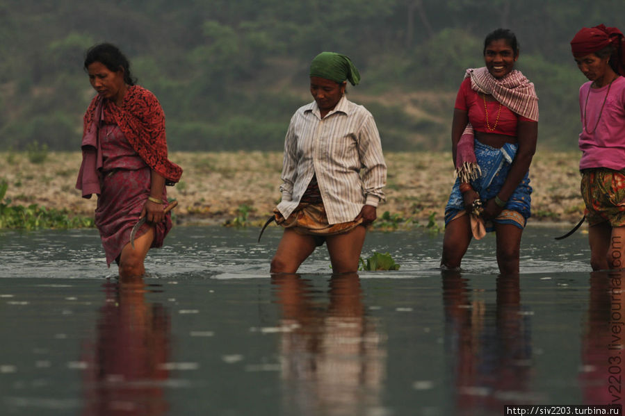 Тетушки переходят вброд реку в Читване — идут в джунгли за кормом для скотины ( на съедение тиграм) Непал