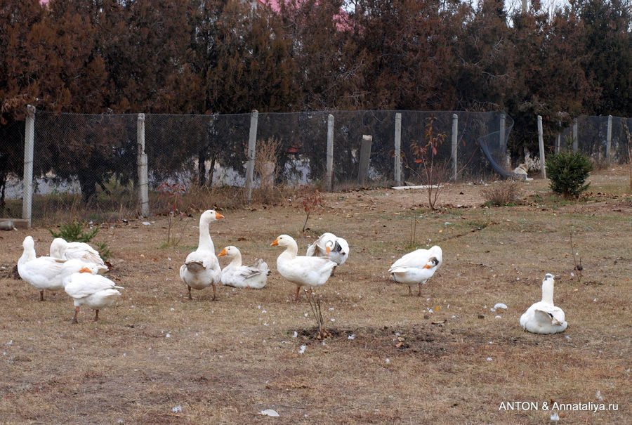 Нерубайские гуси. Нерубайское, Украина
