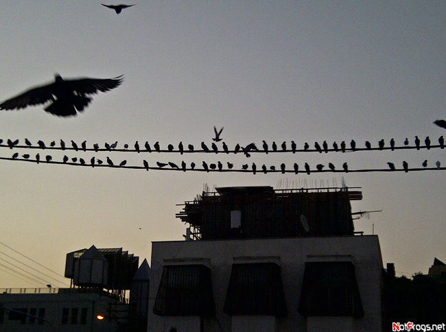 ☺Morning. Birds. Tel Aviv