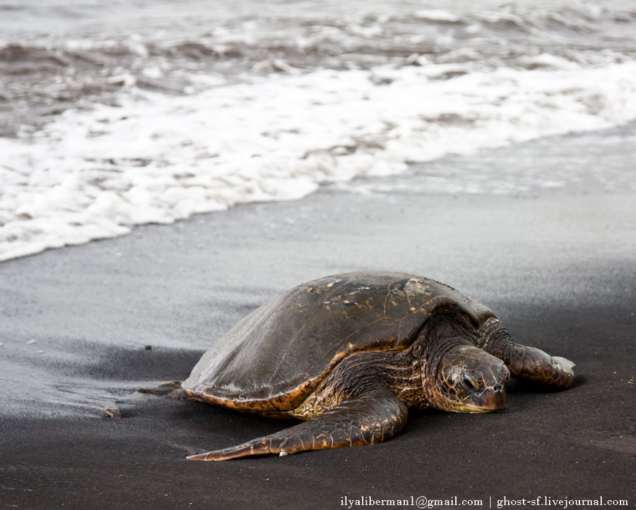 Гавайские острова Большой Остров с гигантскими черепахами Остров Гавайи, CША