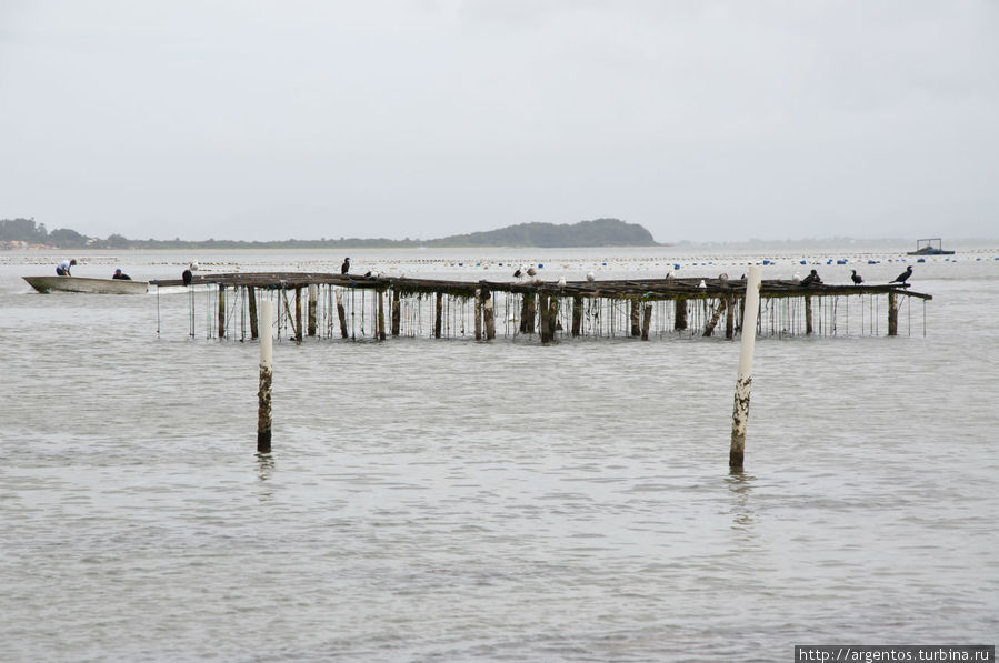 Фазенда морская по выращиванию устриц Флорианополис, Бразилия