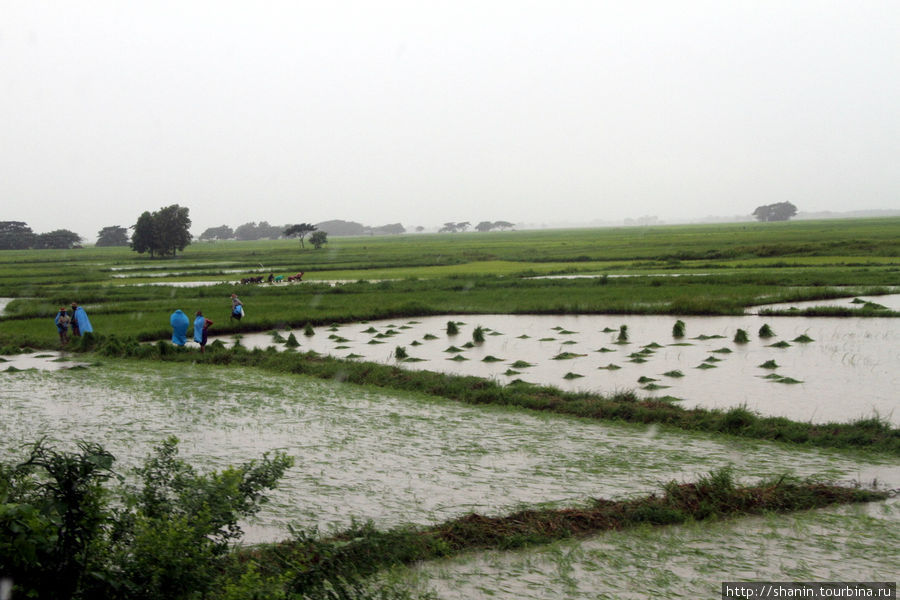 Крестьяне работают под дождем Мьянма