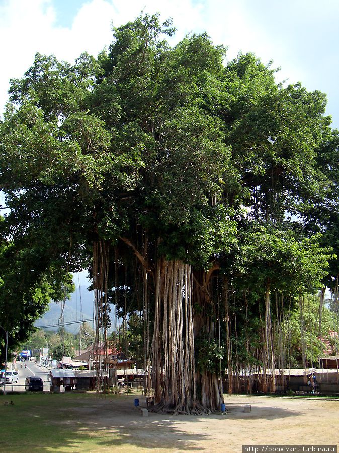 Священное дерево во дворе храма Боробудур, Индонезия