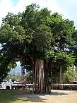 Священное дерево во дворе храма
