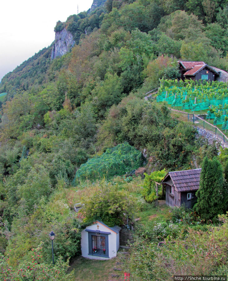 Виноградники же занимают и все свободные окрестности Зарганс, Швейцария