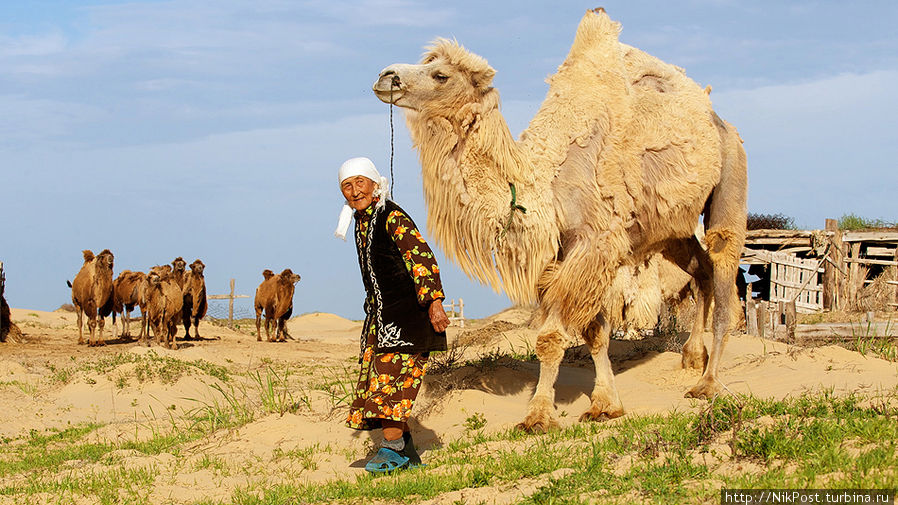 Верблюды не редкость в пустынях Прикаспия. Напиток из верблюжьего молока – шубат, очень популярен в этих краях Атырауская область, Казахстан