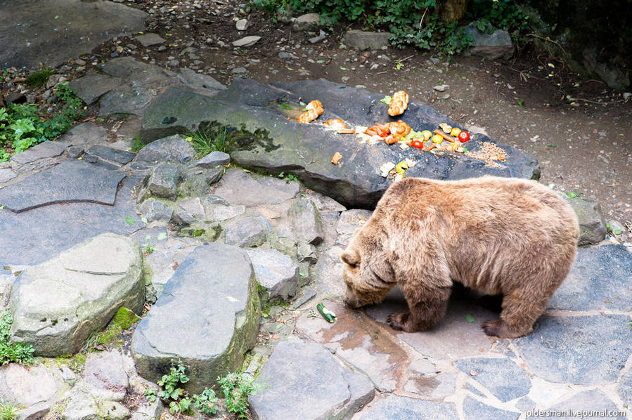 Крумлов-город из сказки, поэтому встретить там медведя вполне ожидаемо. Чешский Крумлов, Чехия