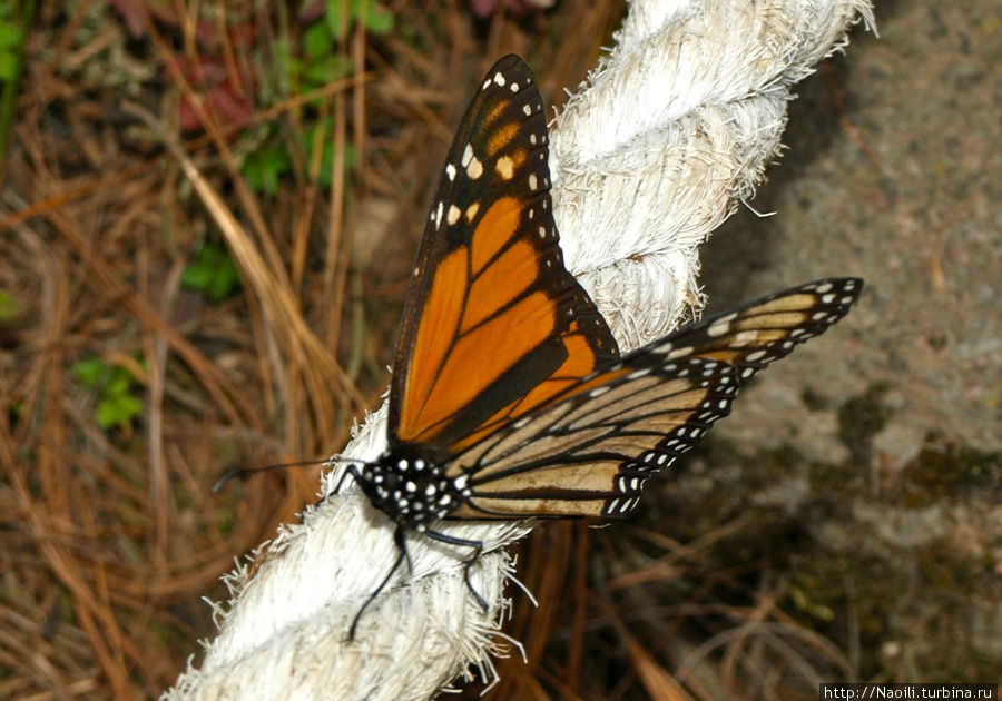 Королевская Бабочка — долгожитель и путешественник Биосферный заповедник бабочки Монарх, Мексика
