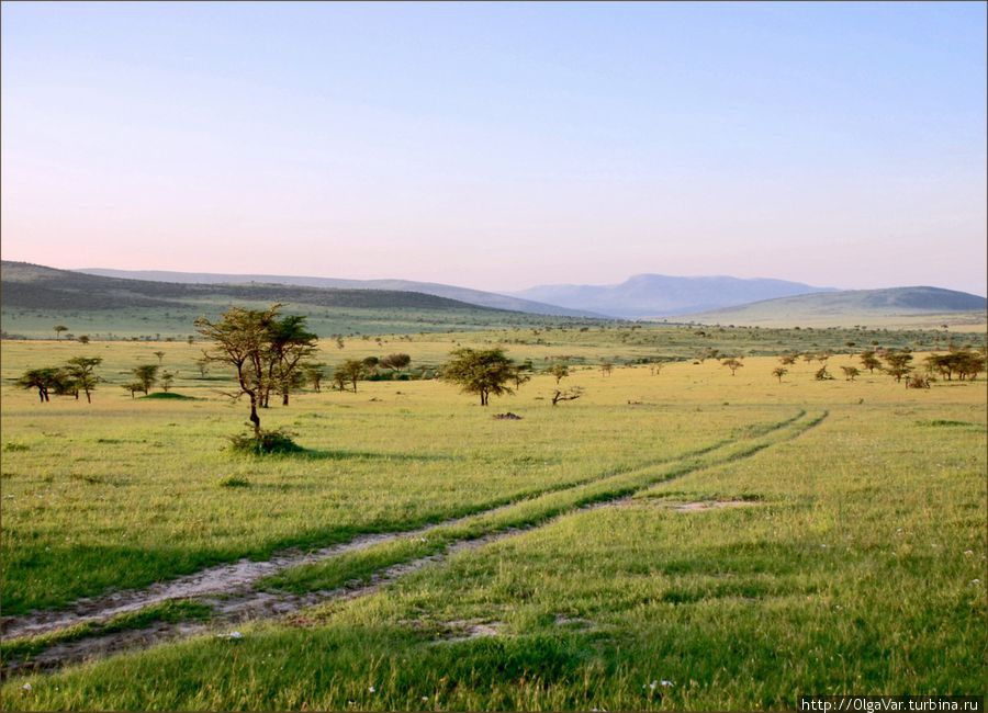 Вот новая колея... Масаи-Мара Национальный Парк, Кения