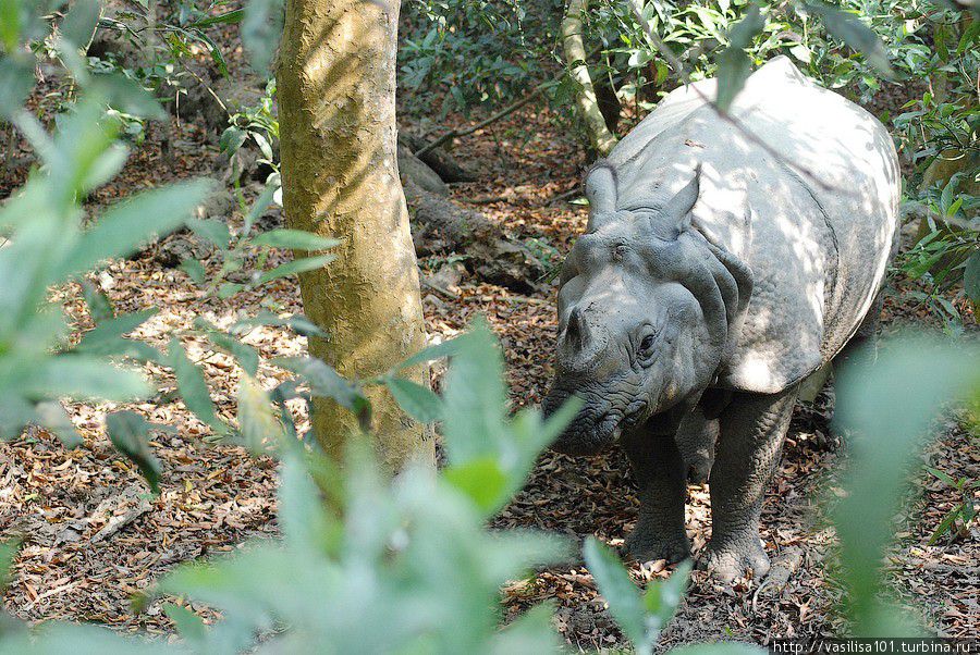 К носорогам в Национальный парк Читван Читван Национальный Парк, Непал