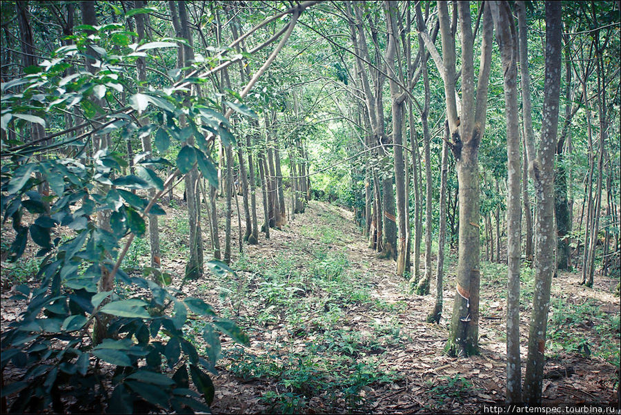 Царство орангутанга. Gunung Leuser National Park, Суматра Гунунг-Лёсер Национальный парк, Индонезия