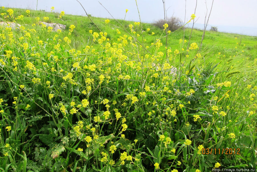 Галилея весенняя Галилейское море озеро, Израиль Галилея весенняя Галилейское море озеро, Израиль