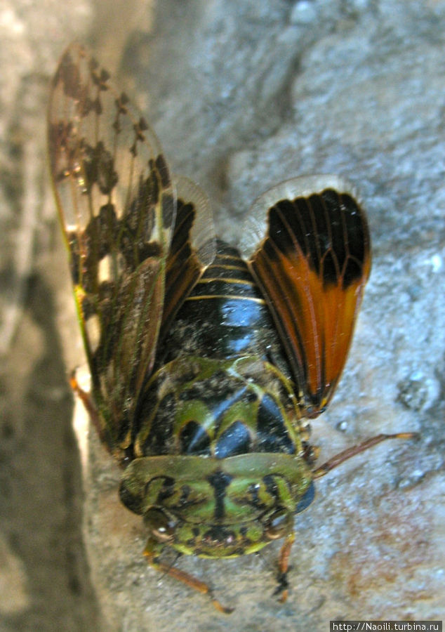 Трек вокруг Аннапурны: к горячим источникам Татопани Татопани (Аннапурна), Непал Трек вокруг Аннапурны: к горячим источникам Татопани Татопани (Аннапурна), Непал