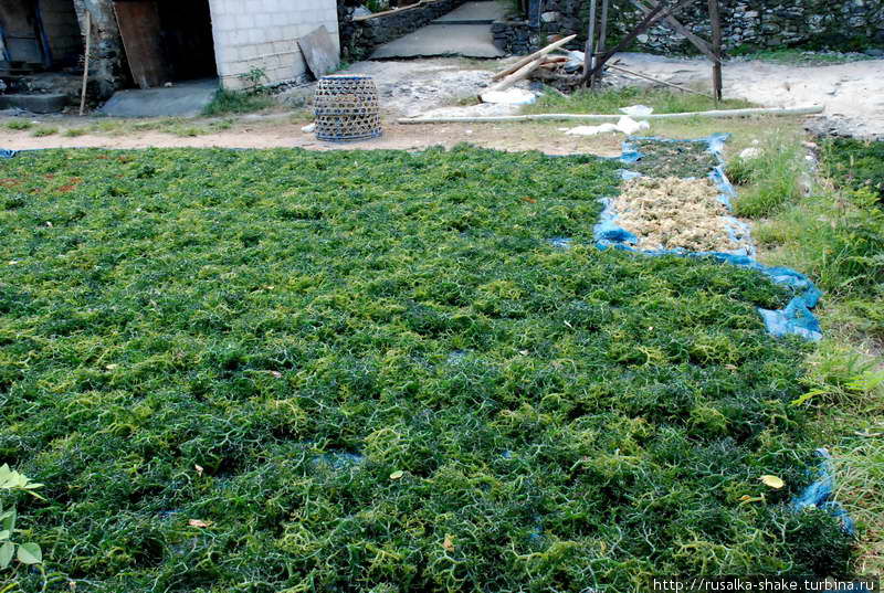 Одни водоросли в сетке — не так уж плохо... Клунгкунг, Индонезия