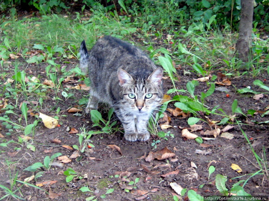 Коты Москвы в год Кота (2011). Москва, Россия