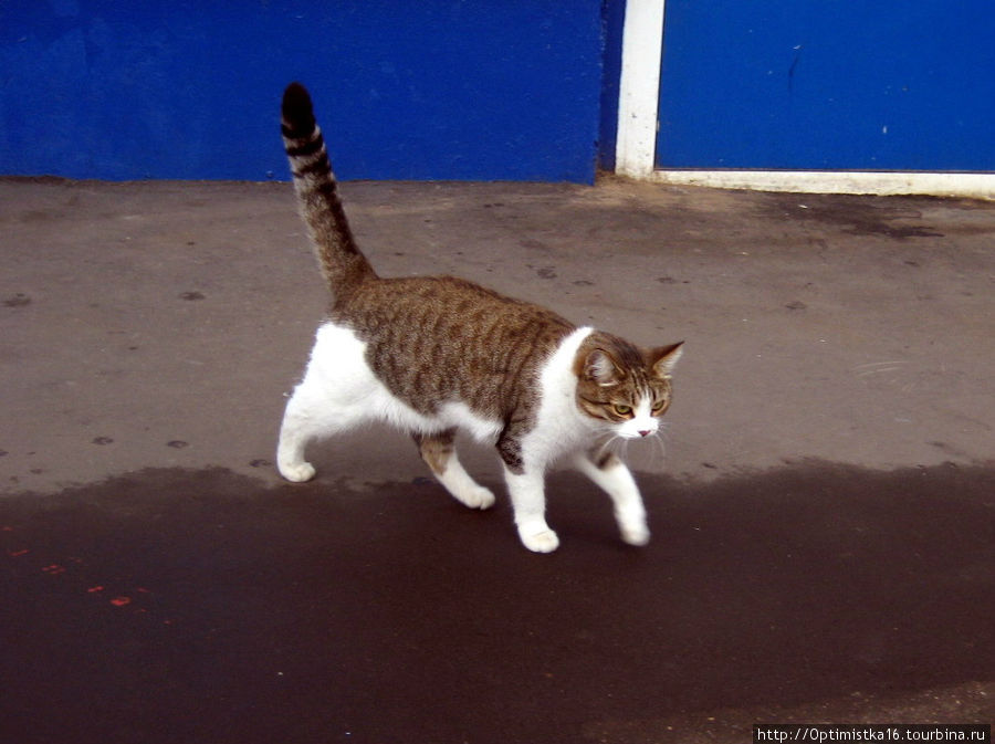 Коты Москвы в год Кота (2011). Москва, Россия