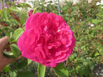 Английские розы в парке монастыря