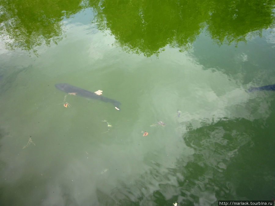 В пруду плавает рыба огромных размеров Мельк, Австрия