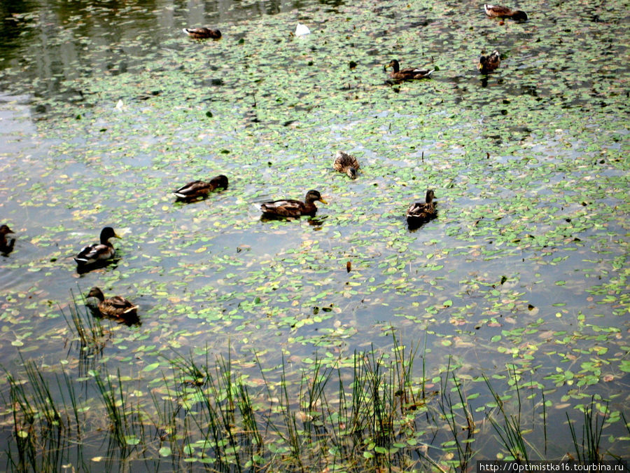 Те самые утки, которые плавают в нашем пруду. Москва, Россия