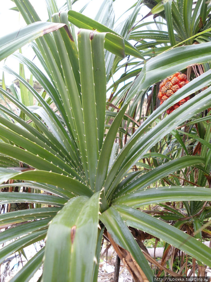 pandanus odoratissimus Таиланд