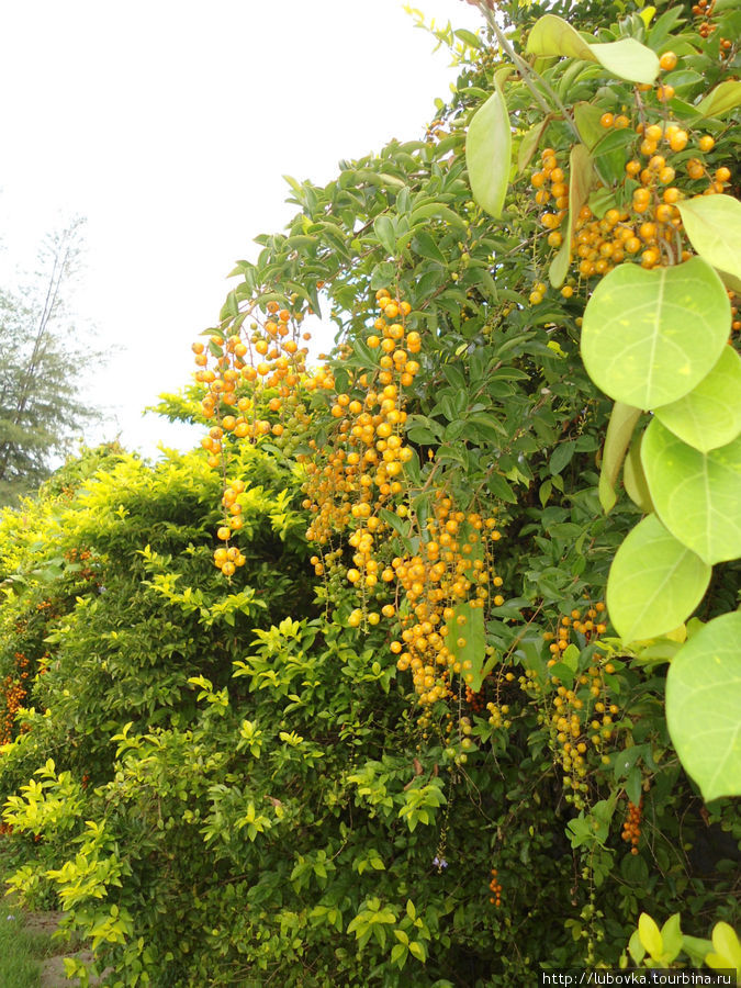 Плоды. Дурант, Duranta repens Таиланд